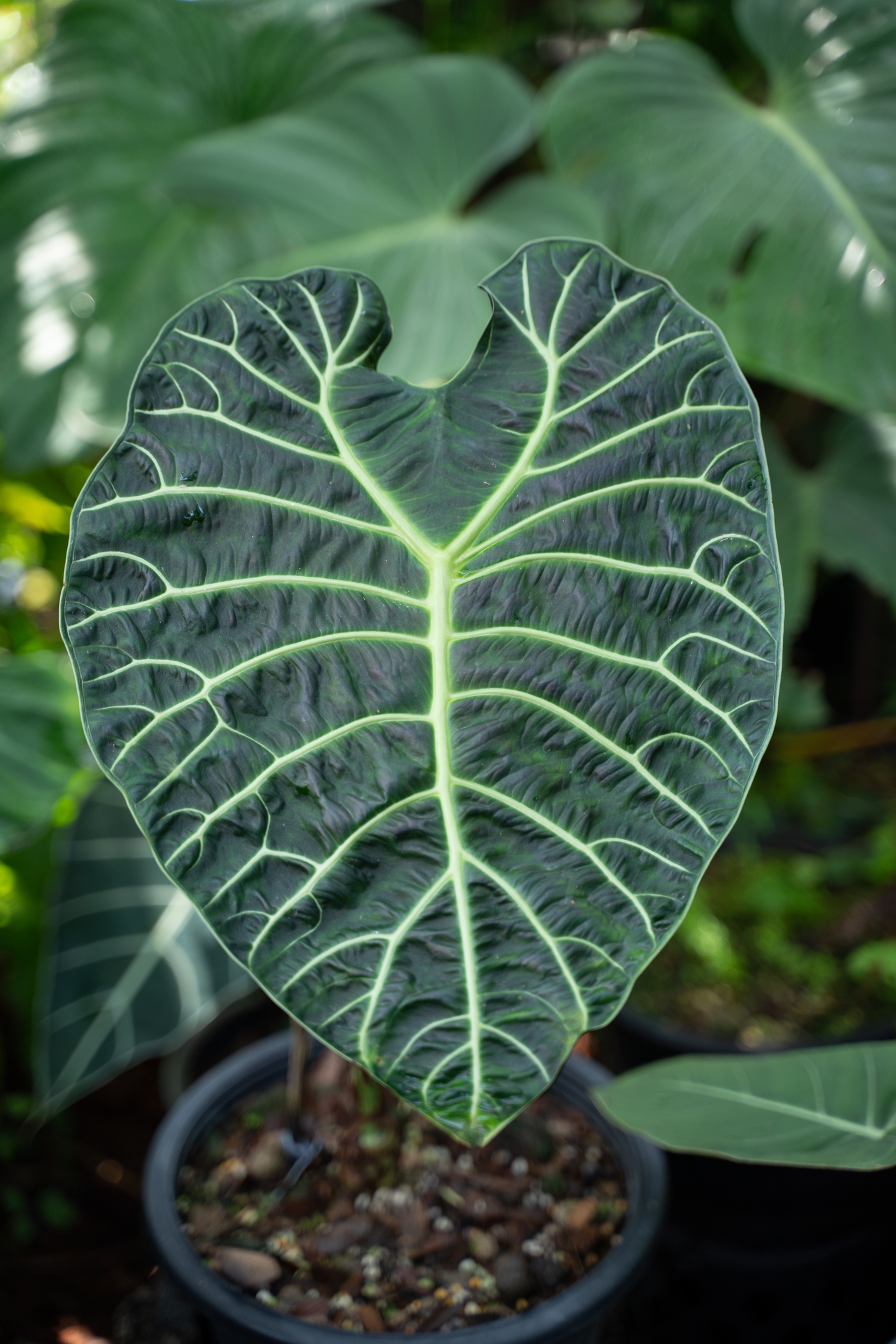 alocasia origini e specie