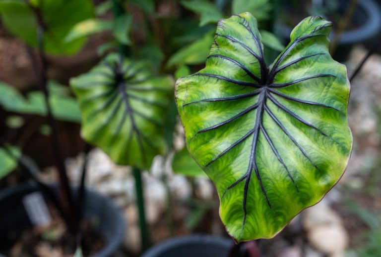 coltivazione colocasia