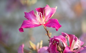 azienda agricola sallemi