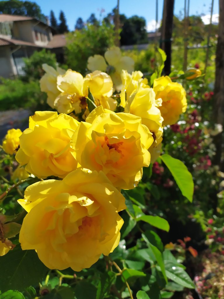 Rosa 'Golden Gate'