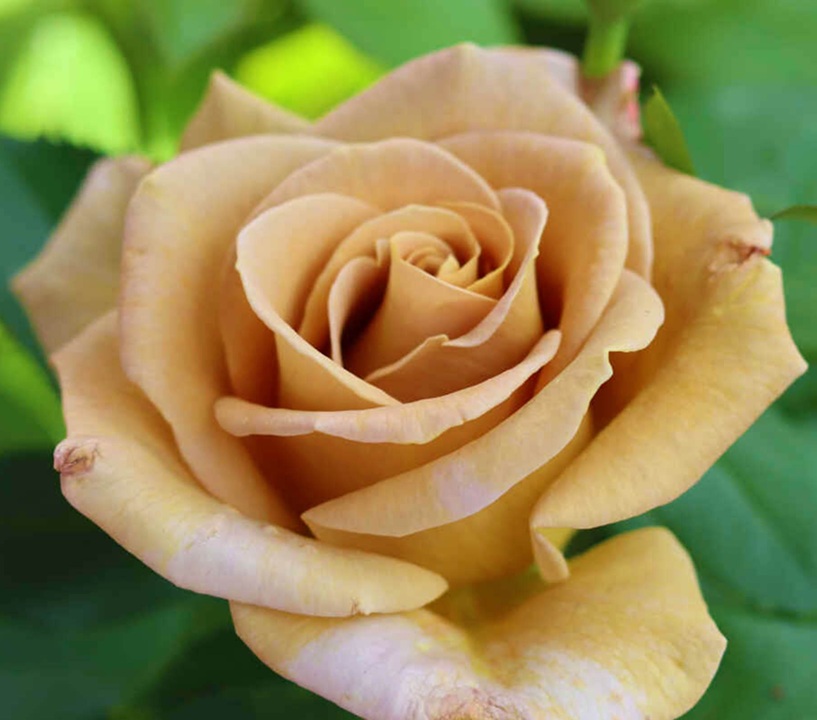Rosa 'Honey Djon'