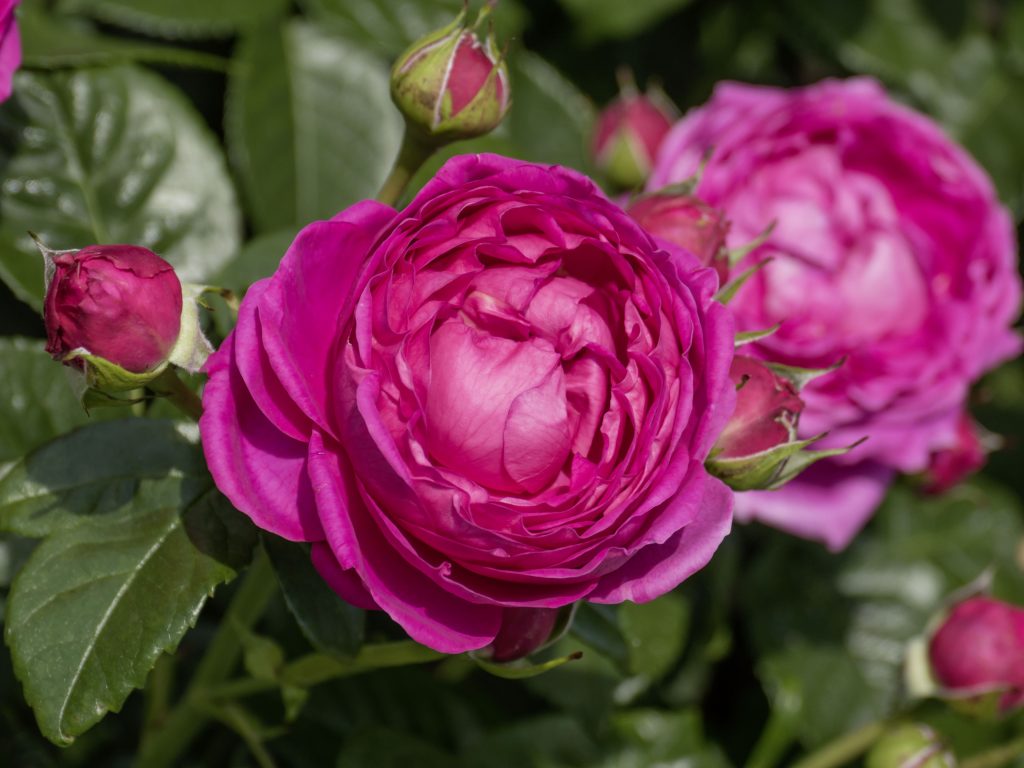Rosa 'Anuschka'