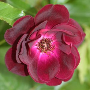 rose rifiorentissime