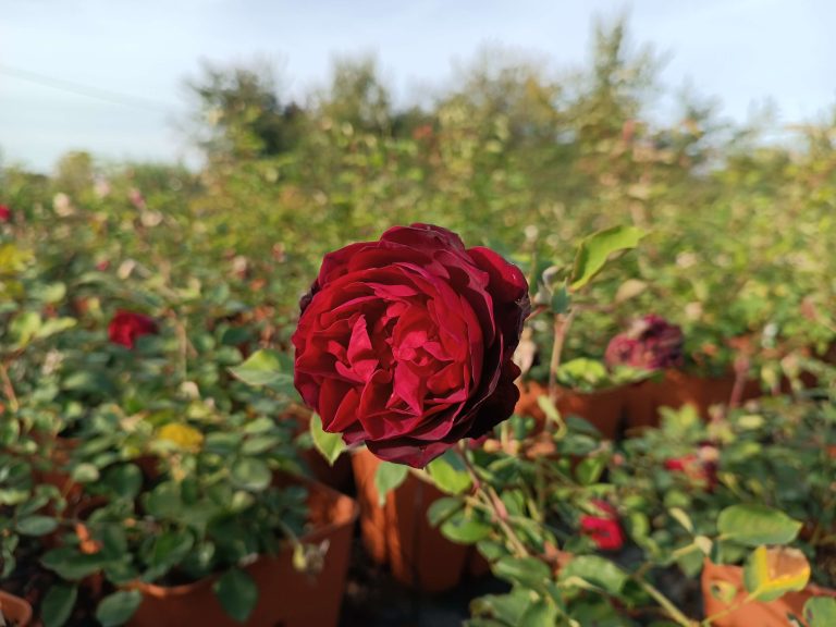 le rose di firenze