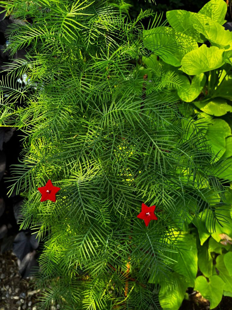 ipomea rampicante insolita
