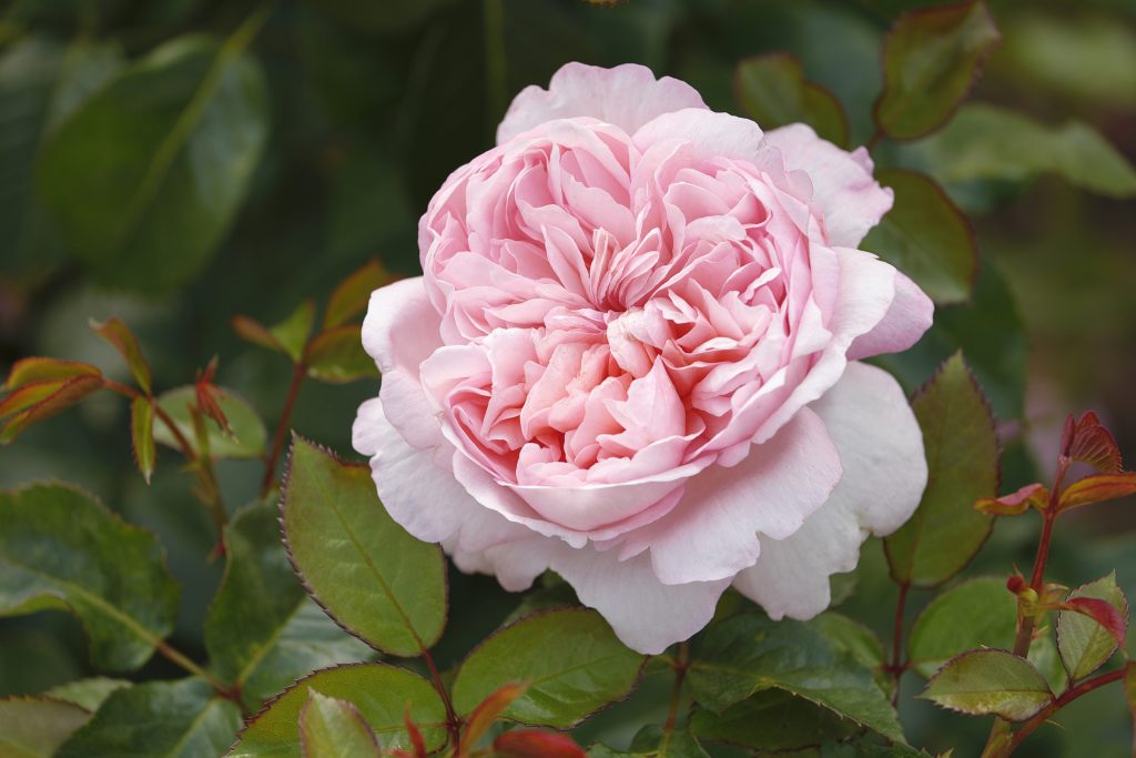 Rosa 'Mauritia'