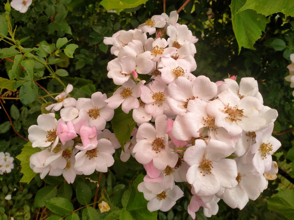 Rosa moschata