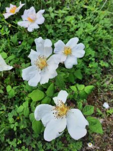 il giardino delle rose