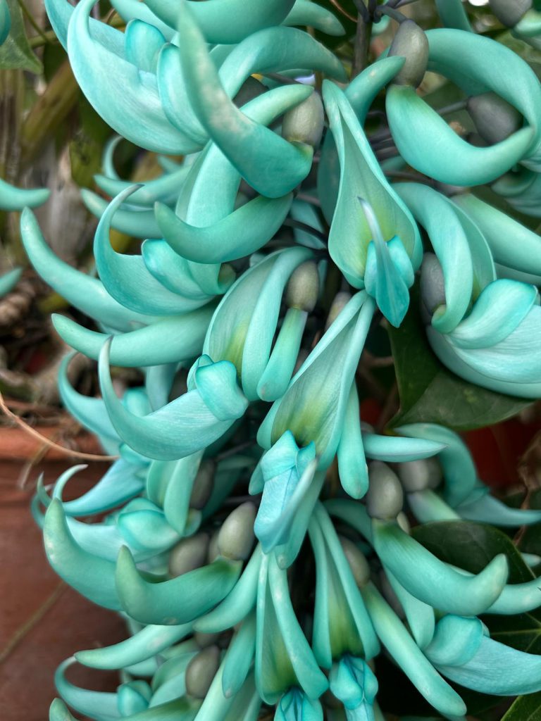 pianta rampicante strongylodon