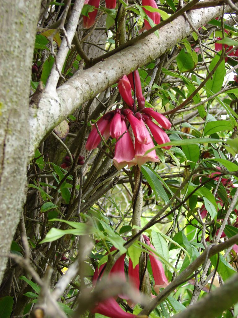 pianta rampicante tecomanthe