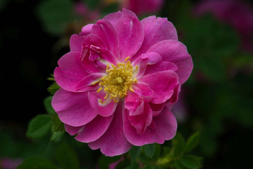 Rosa californica 'Plena'