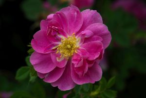 Rosa californica 'Plena'