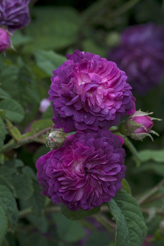 Rosa 'Cardinal de Richelieu'
