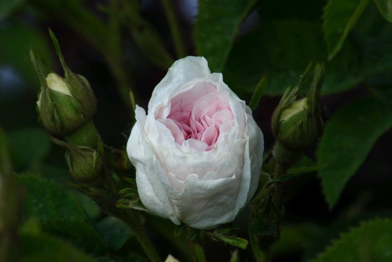Rosa 'Great Maiden's Blush' (sin. 'Cuisse de Nymphe Emue')