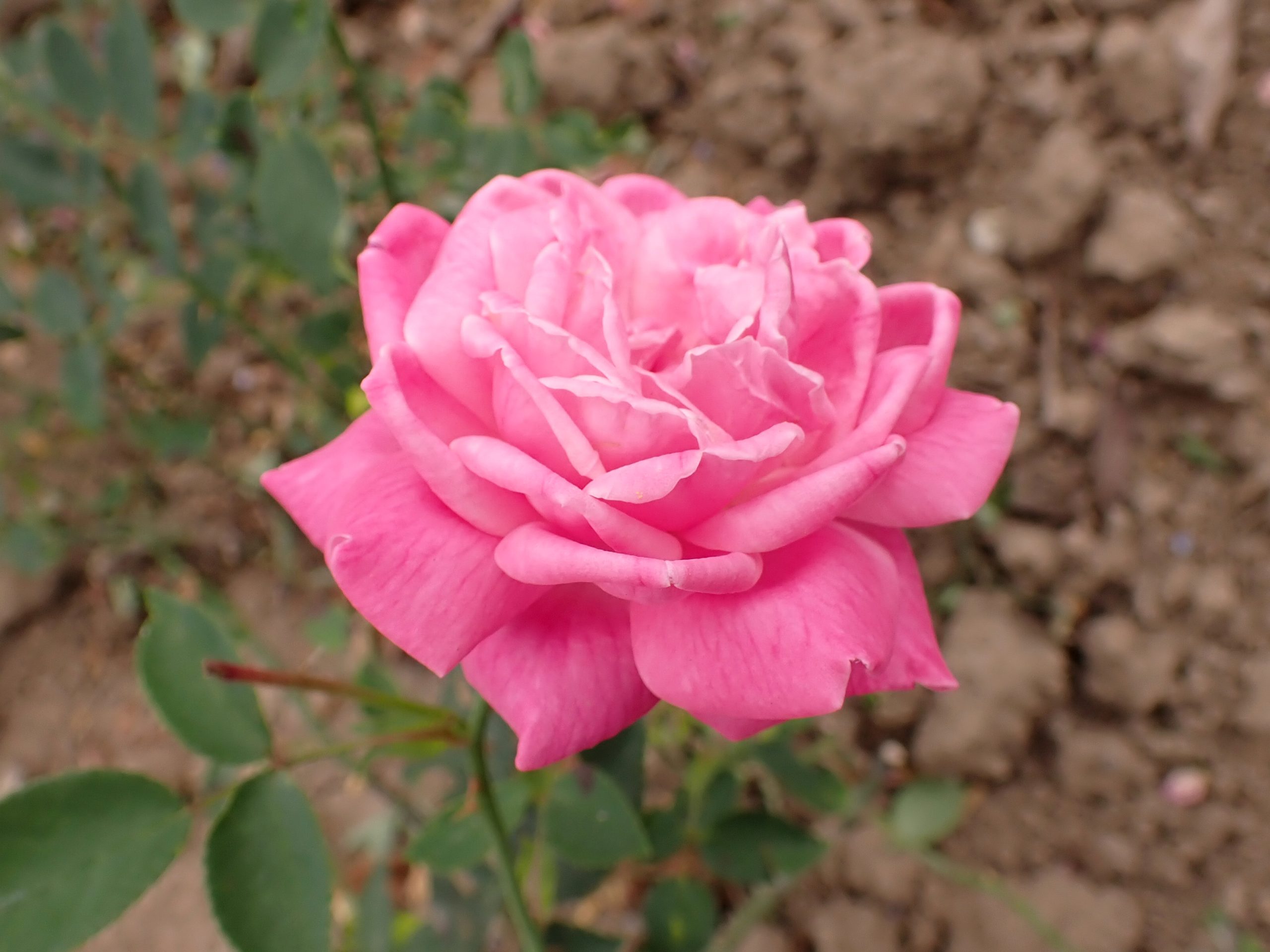 Rosa Hermosa