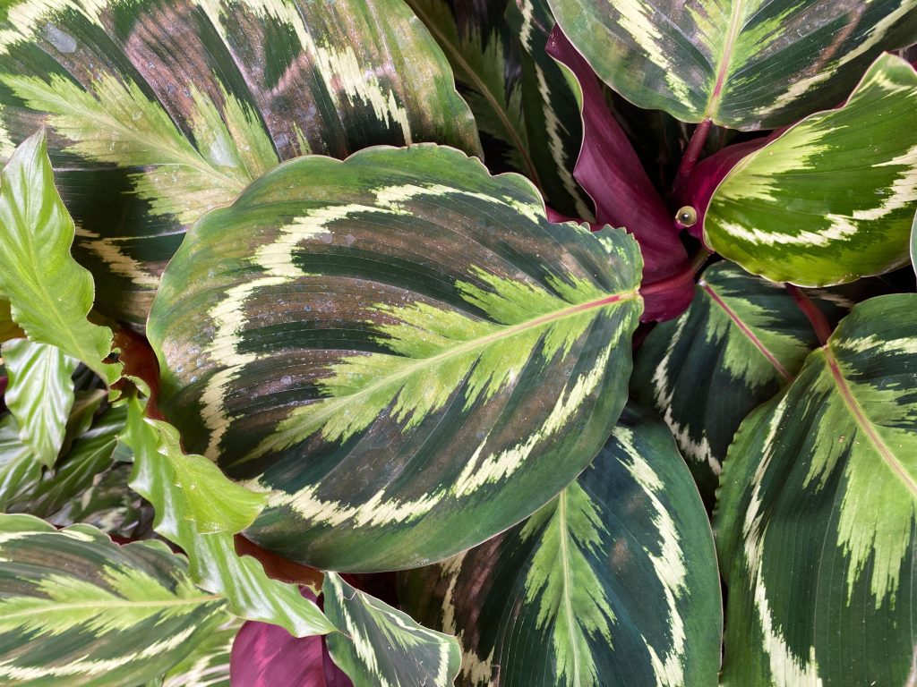 calathea marantaceae