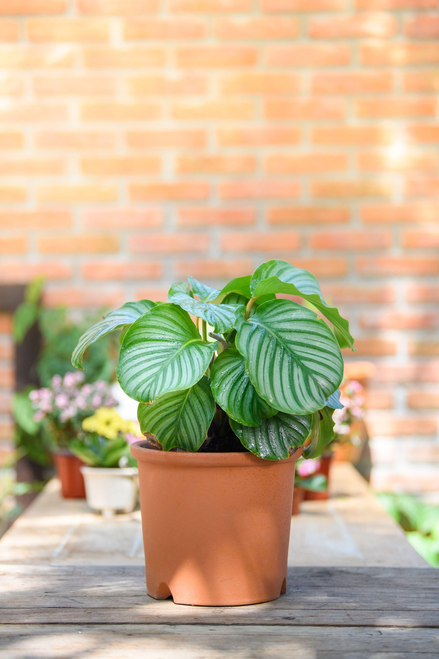 coltivare la calathea
