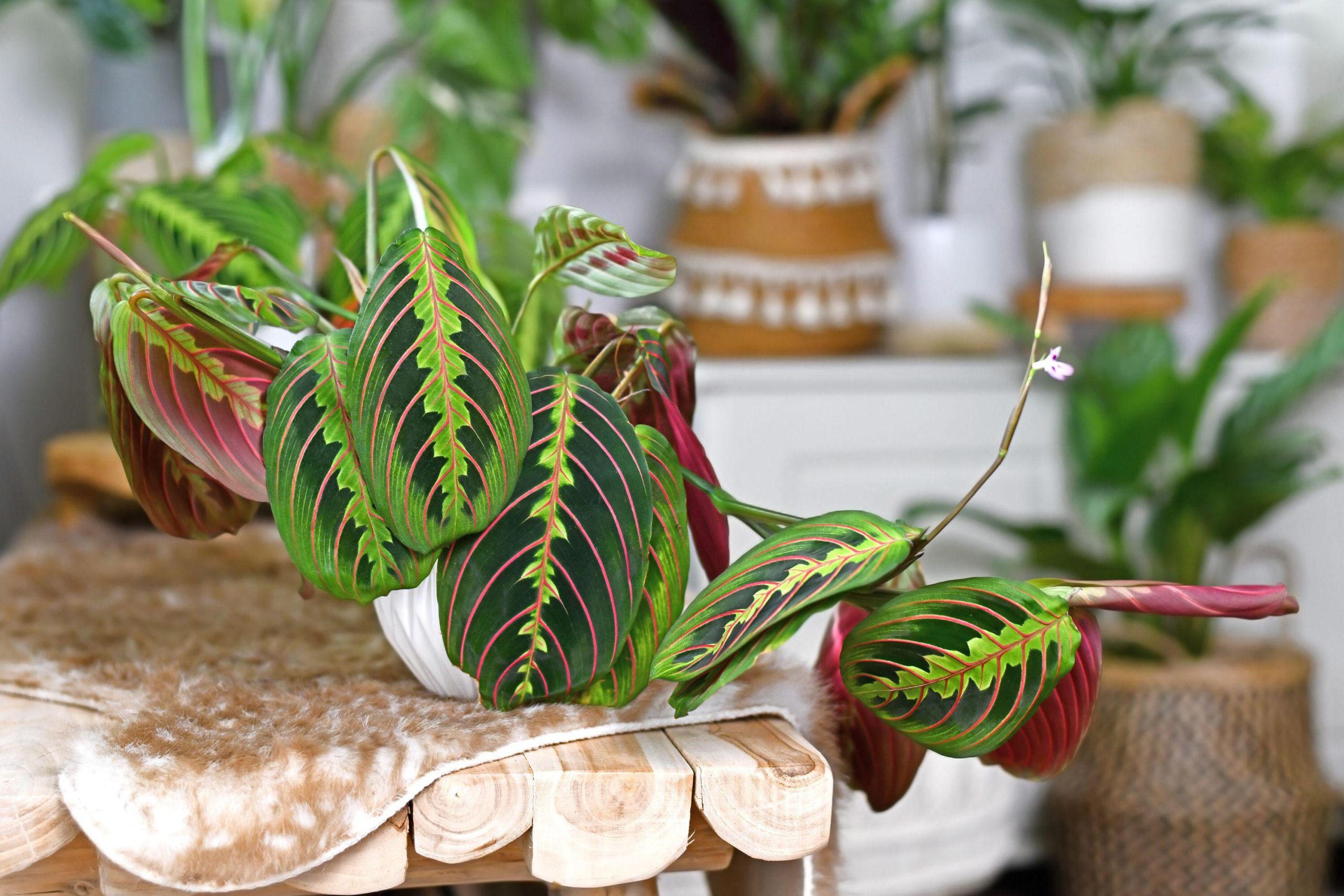 coltivare la calathea