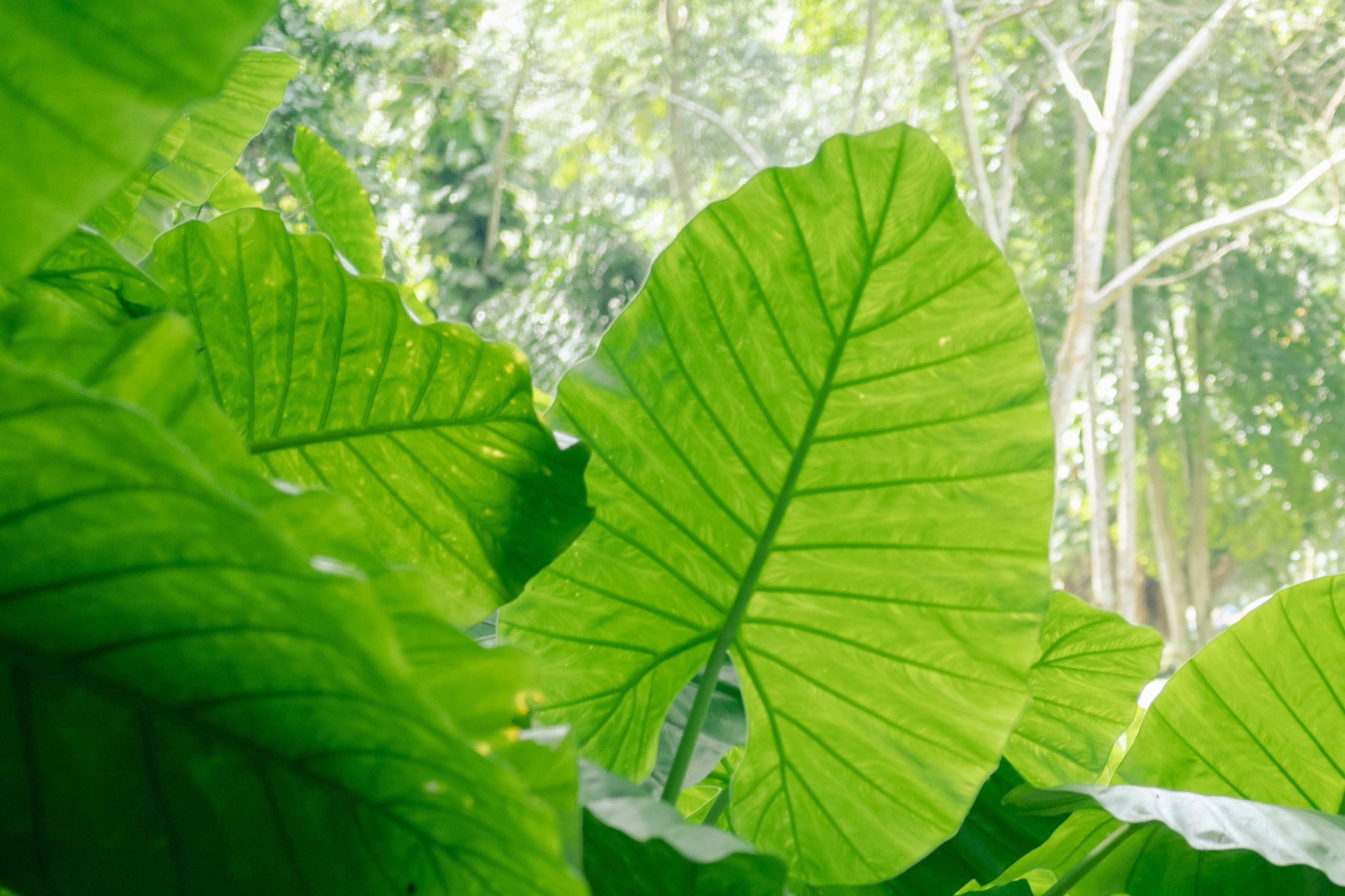 alocasia origini e specie