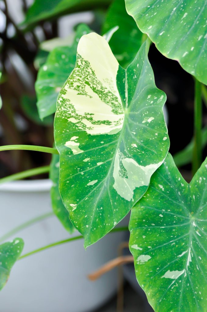 colocasia: origine e specie