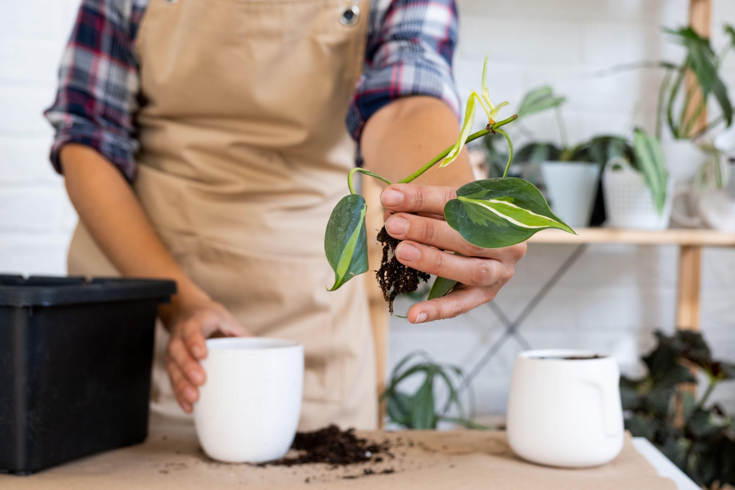 Propagazione e moltiplicazione del Philodendron scandens Brazil per talea