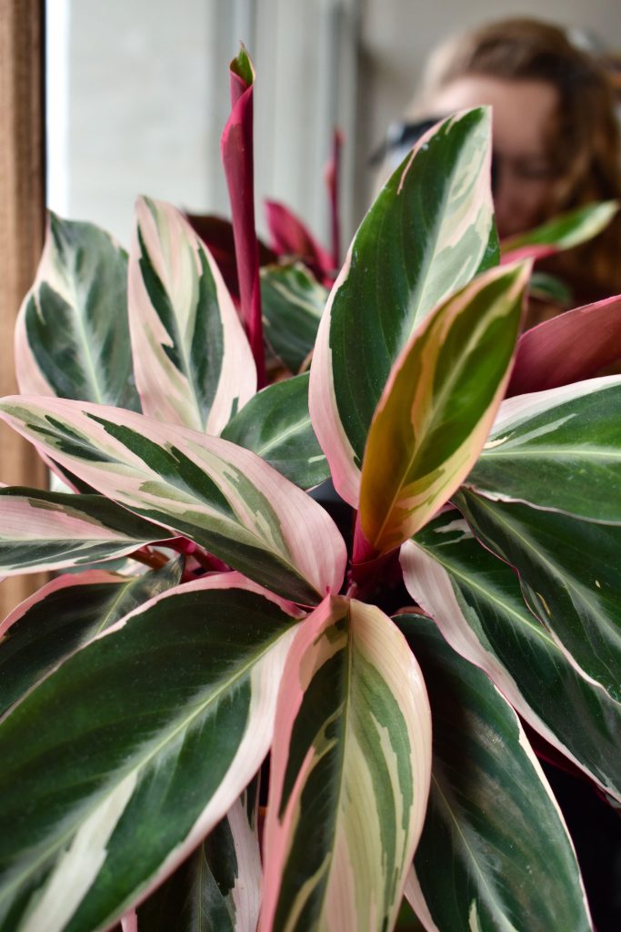 stromanthe famiglia delle marantaceae
