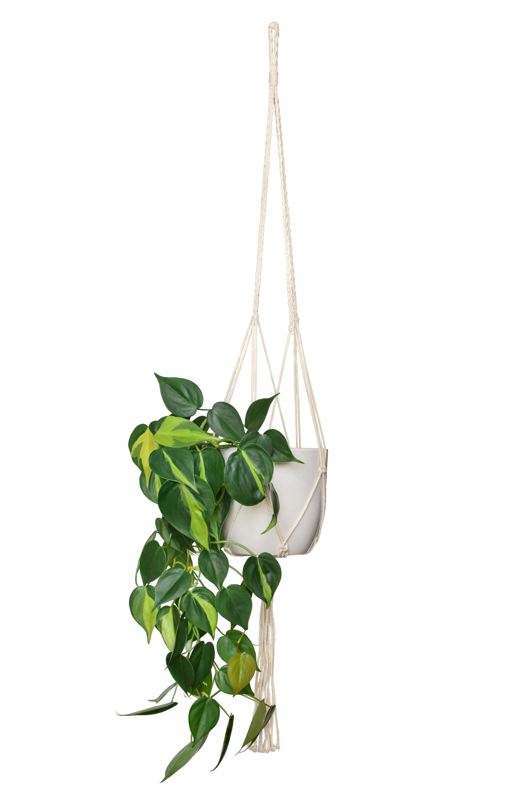 Philodendron scandens Brazil con foglie variegate verdi e gialle