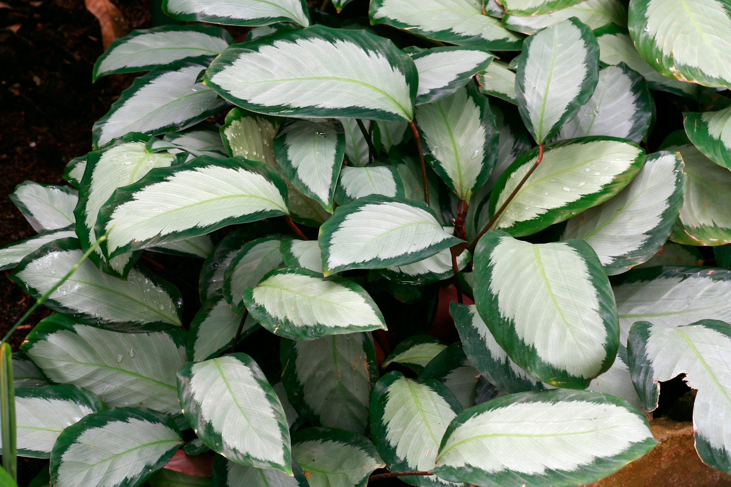 calathea marantaceae