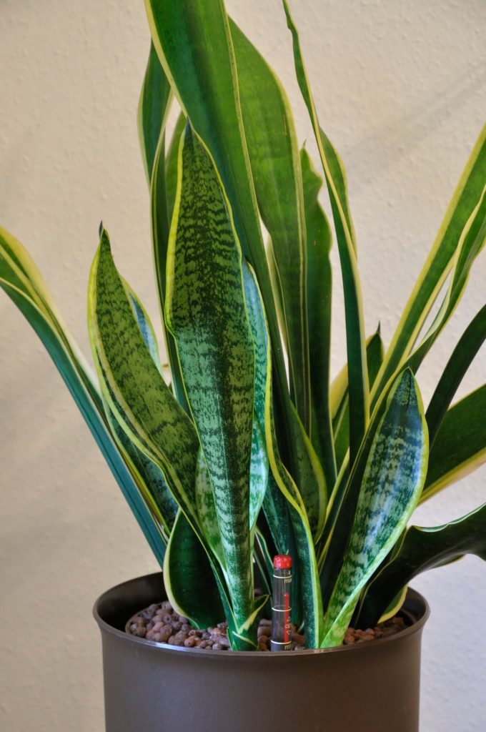 come coltivare la sansevieria