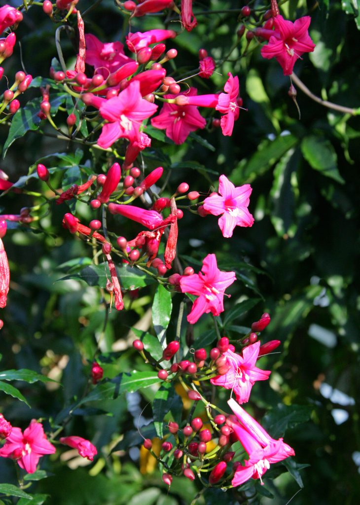 ipomea rapicante
