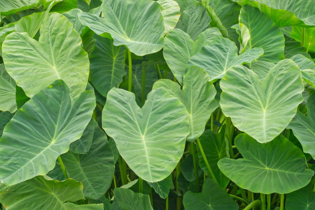 Foglia di Colocasia grande e tropicale