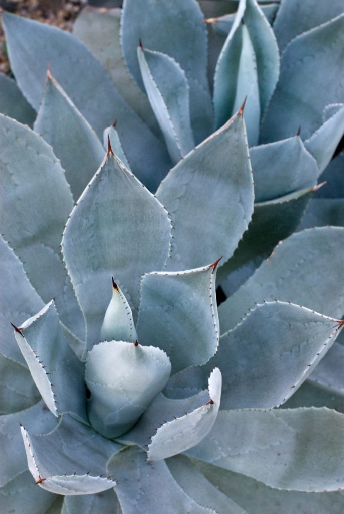 agavi da appartamento