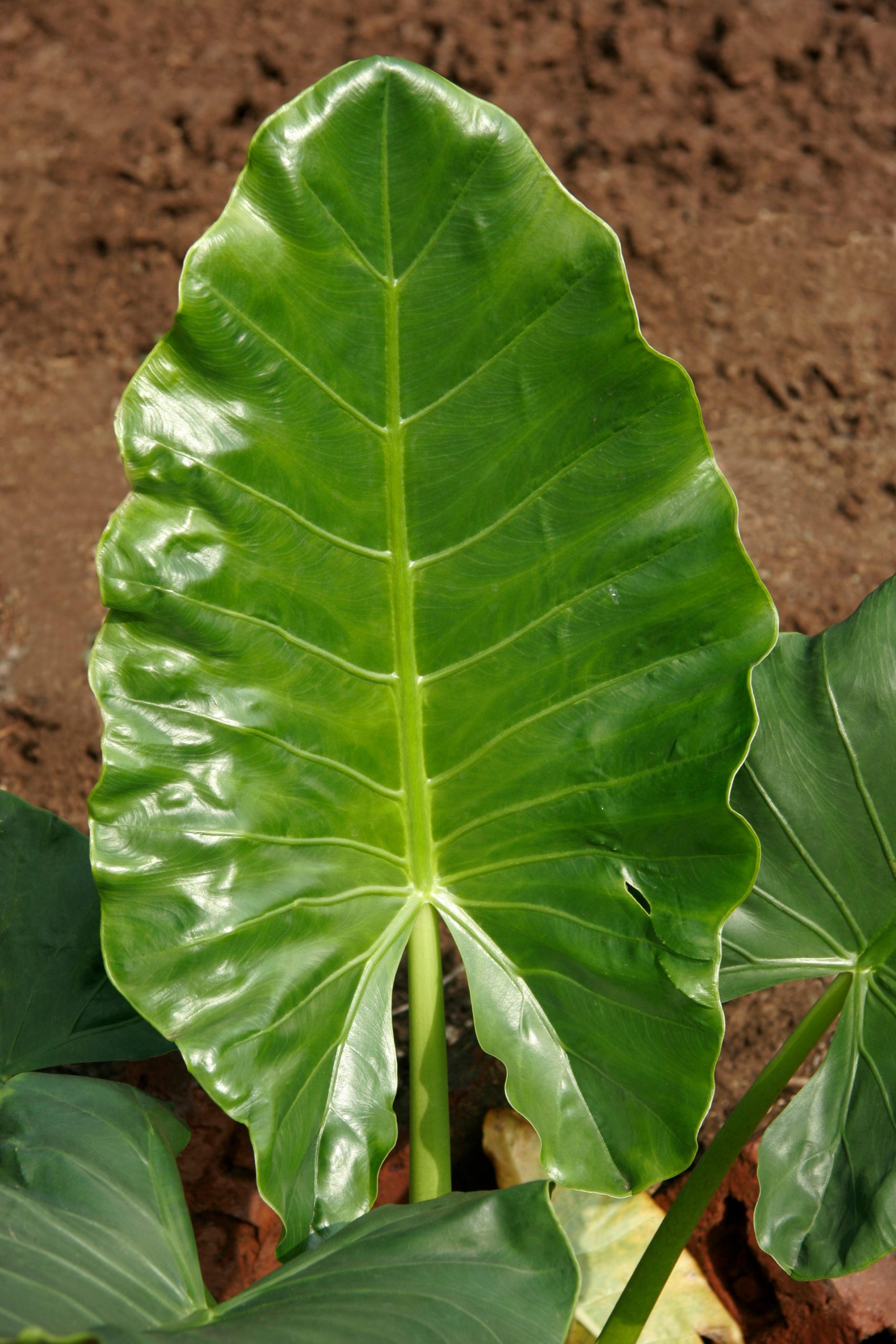 alocasia origini e specie