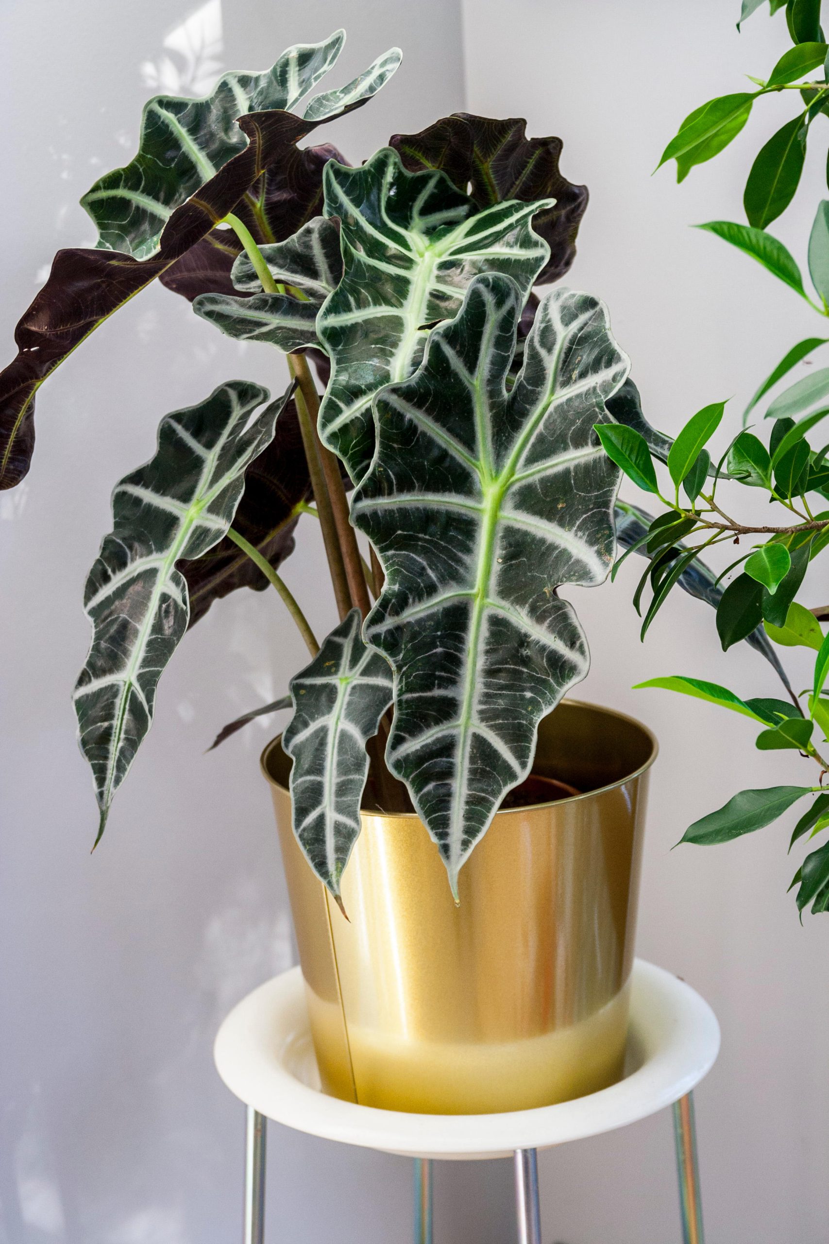 guida facile alla coltivazione delle alocasia