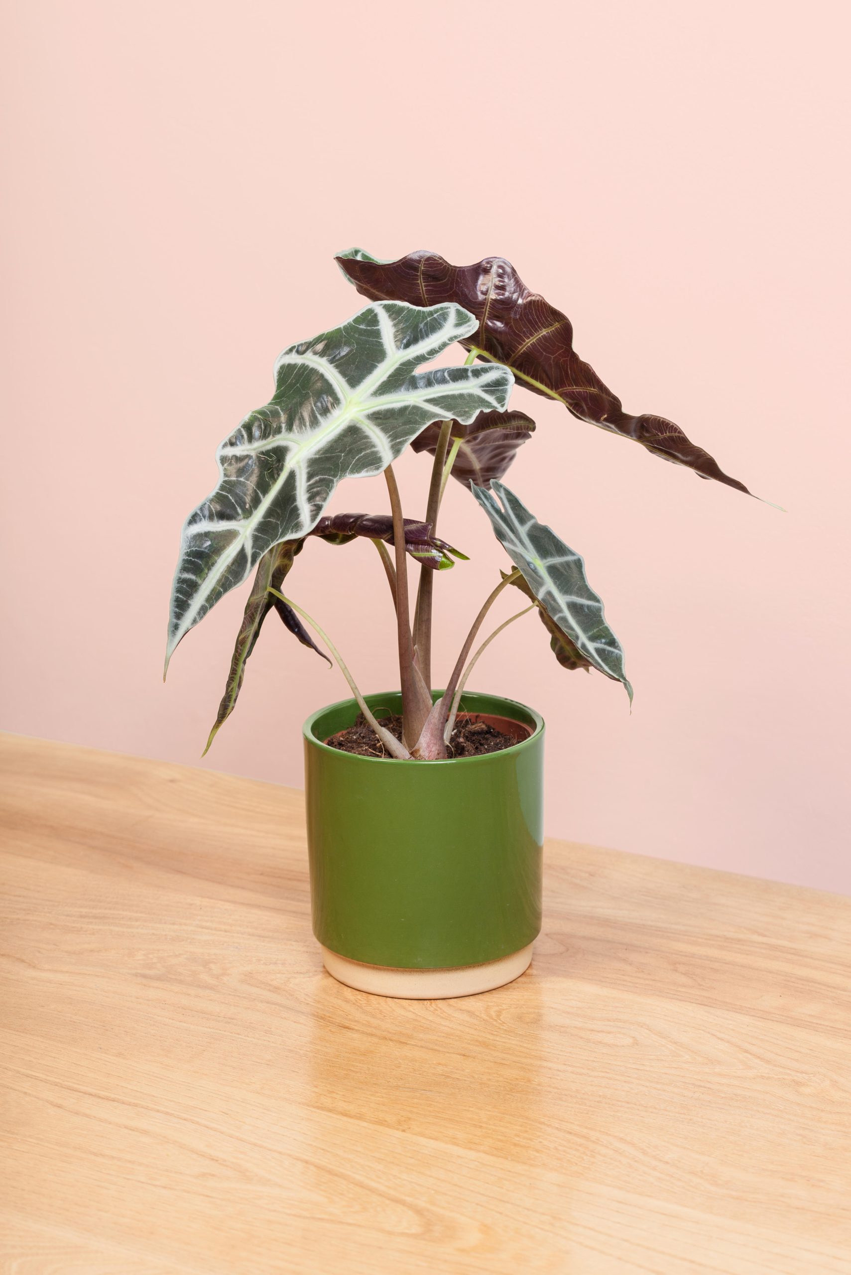 alocasia origini e specie