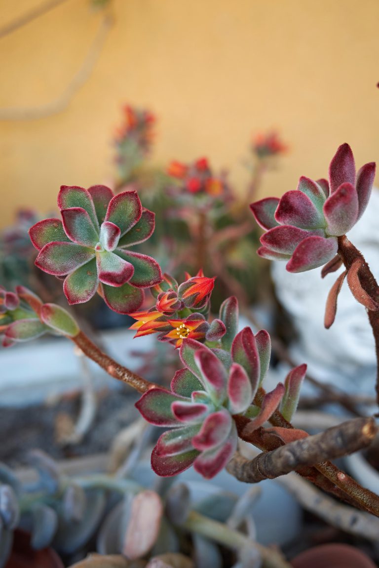 echeveria pulvinata