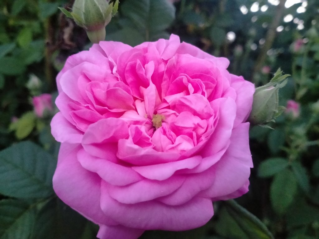 Rosa 'Ispahan'