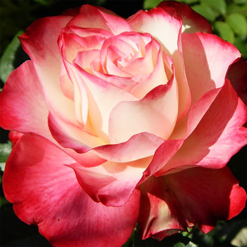 Rosa 'Jubilee du Prince de Monaco'