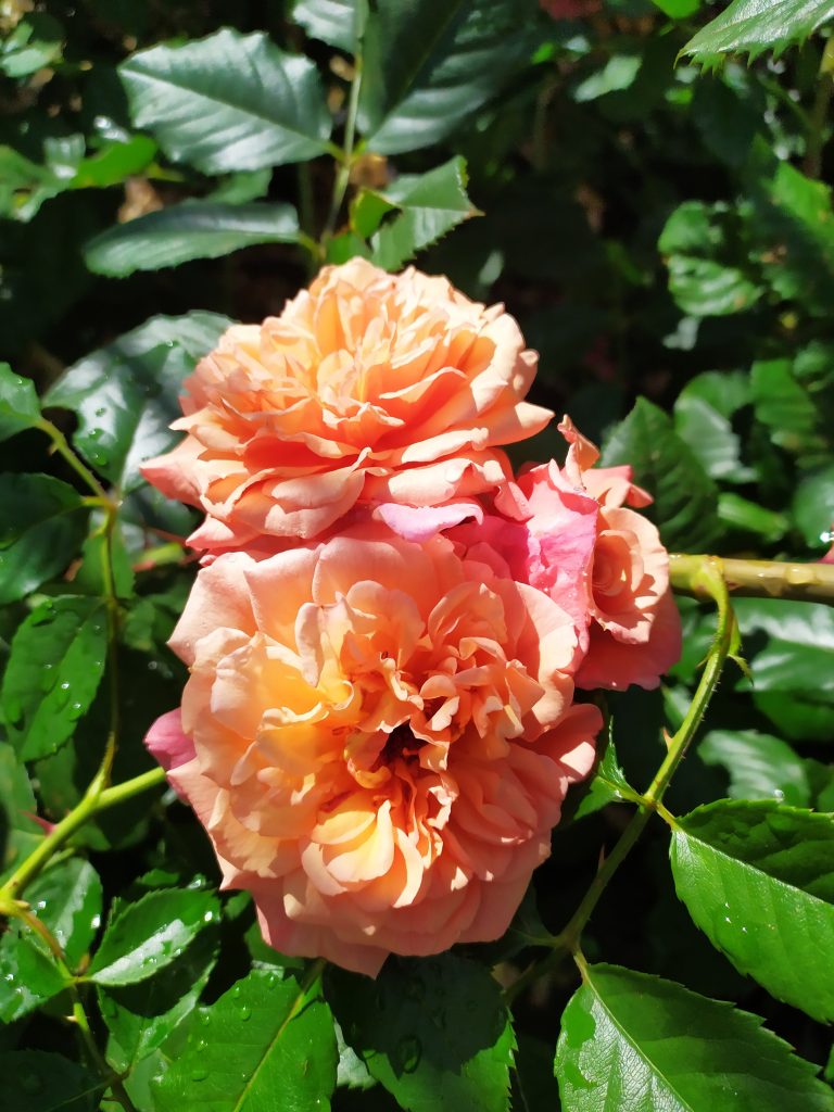 Rosa 'Aloha'