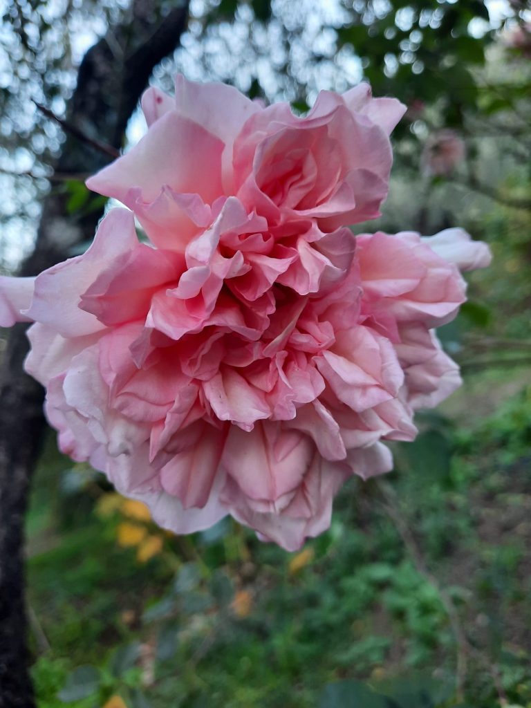 Rosa 'Madame Emilie Charron'
