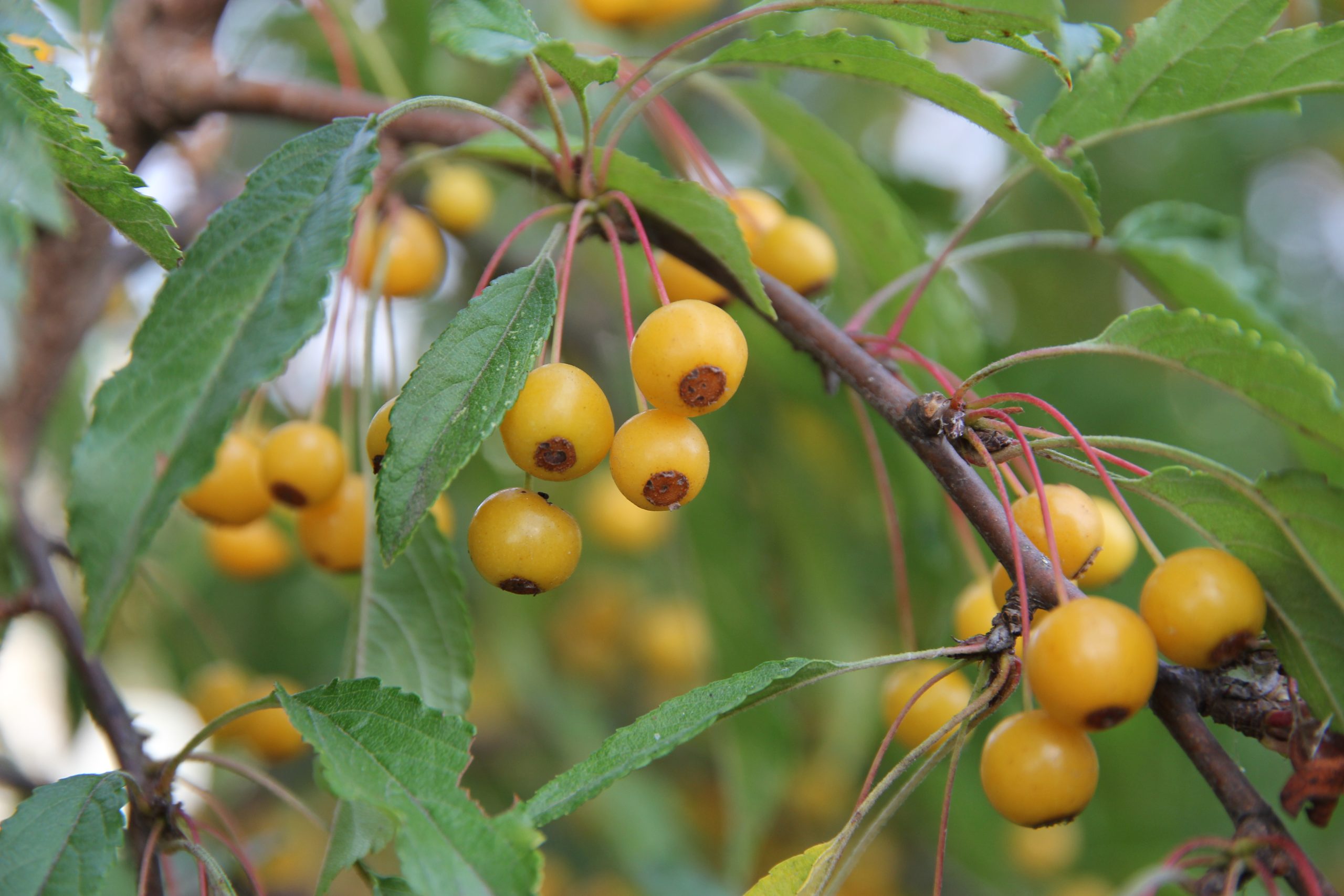 Malus transitoria