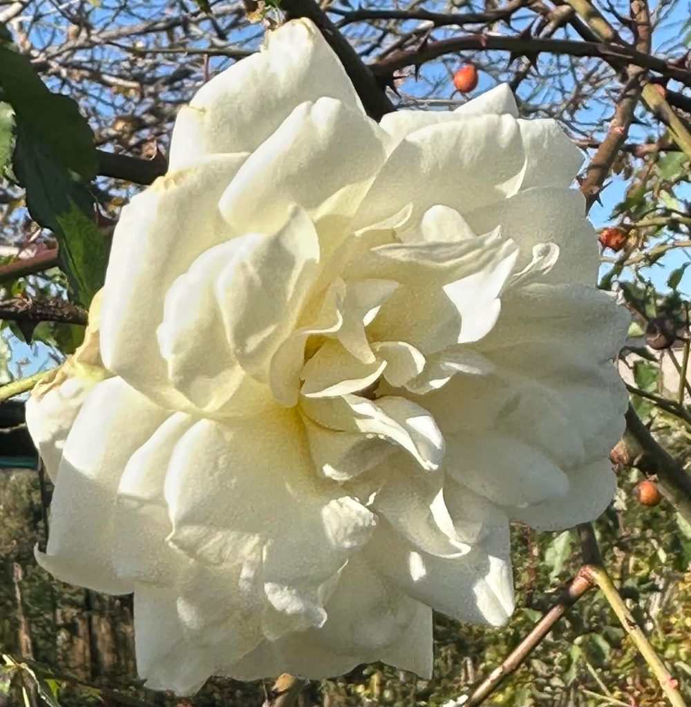 Rosa 'Manchester Guardian Angel'