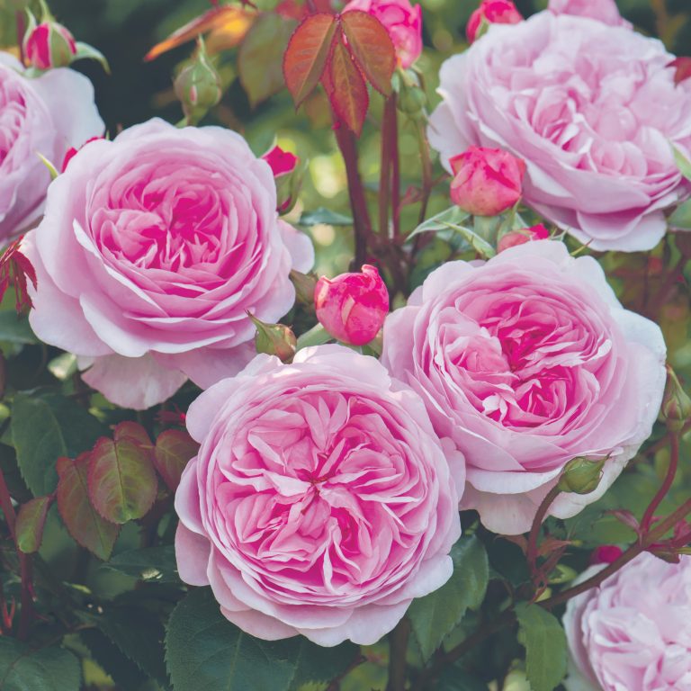 Rosa 'Olivia Rose Austin'