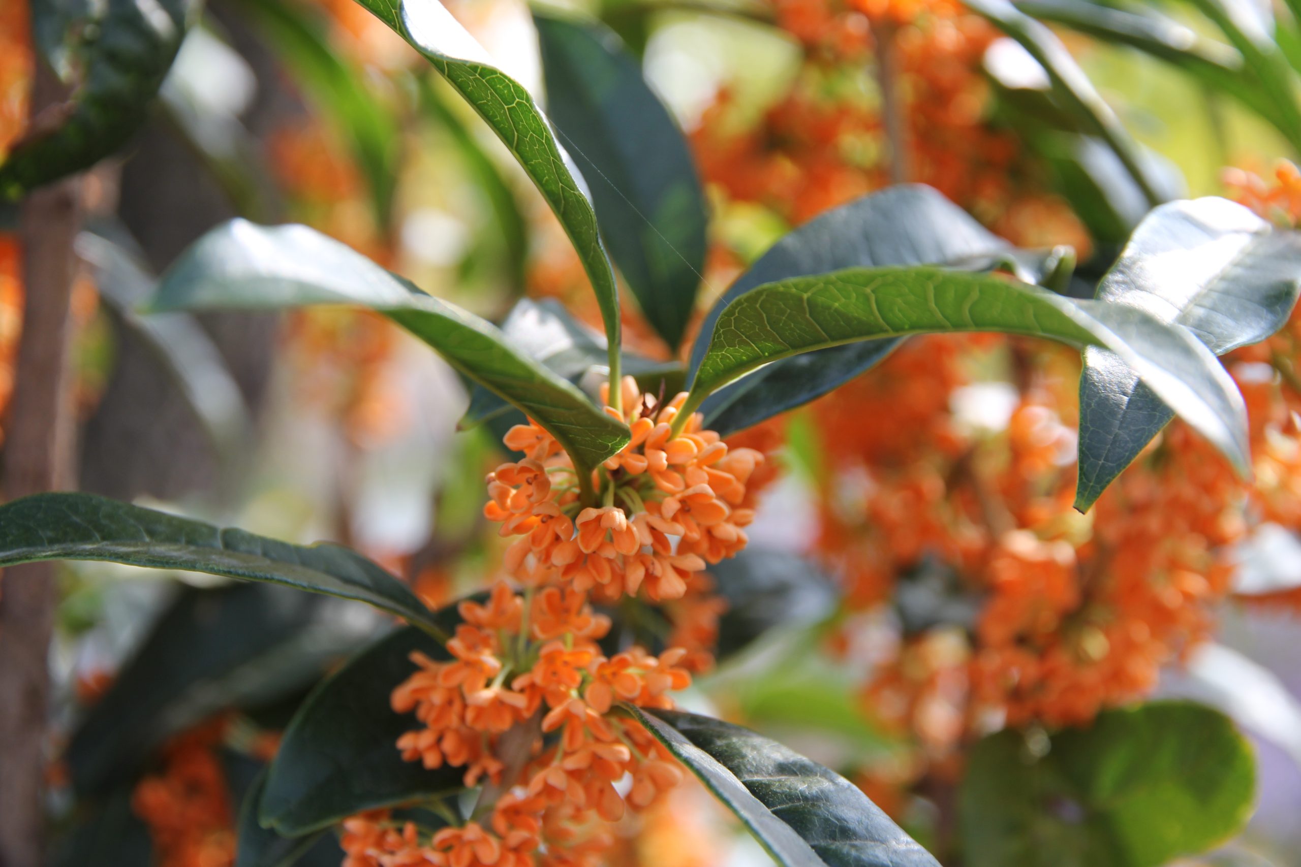 Osmanthus fragrans 'Aurantiacus'