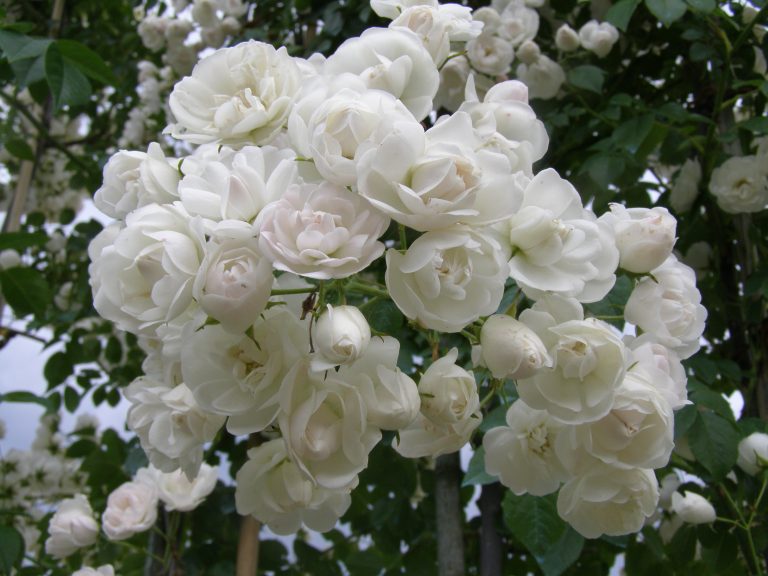 Rosa 'Princesse Marie'