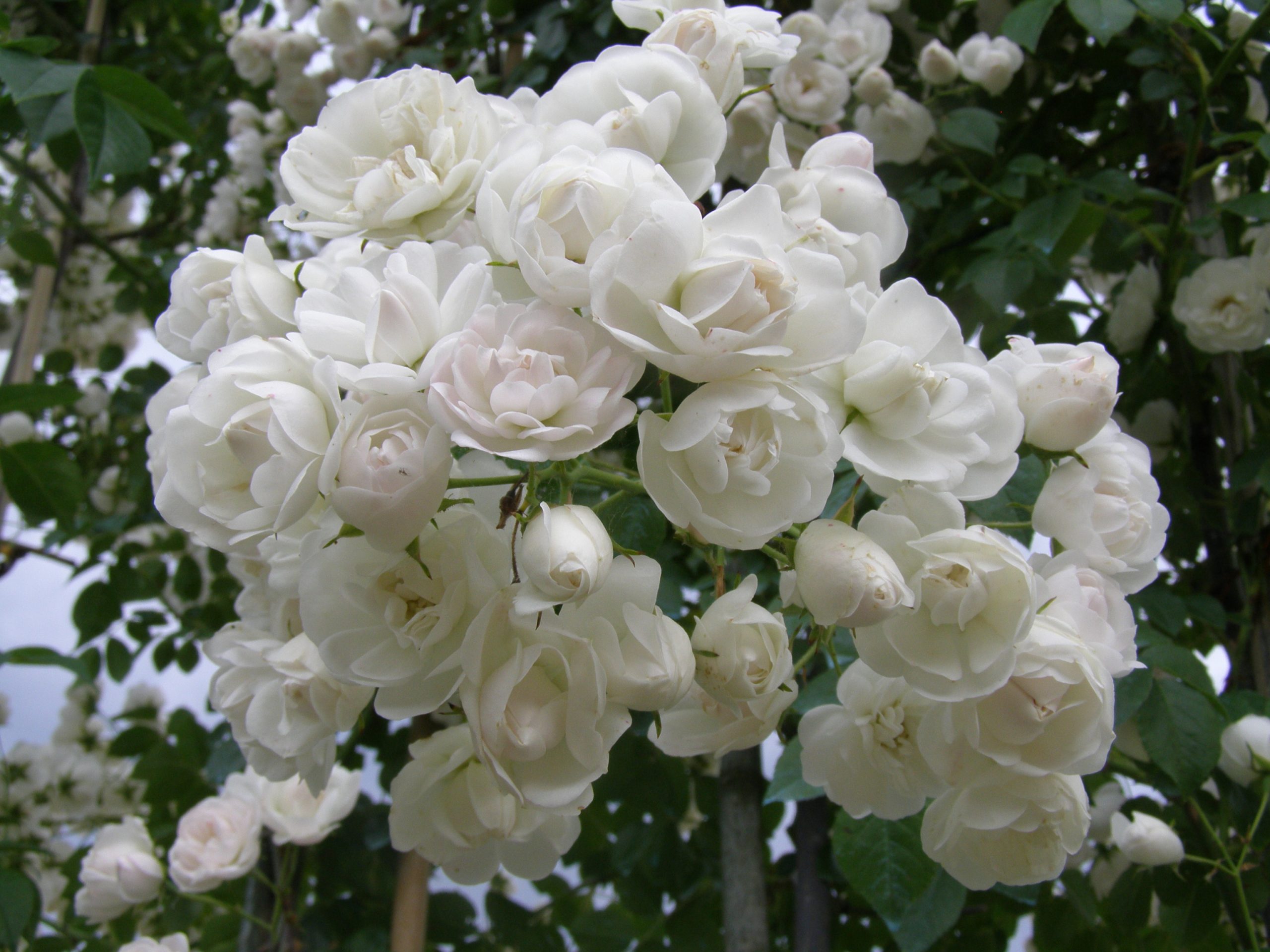 Rosa 'Princesse Marie'