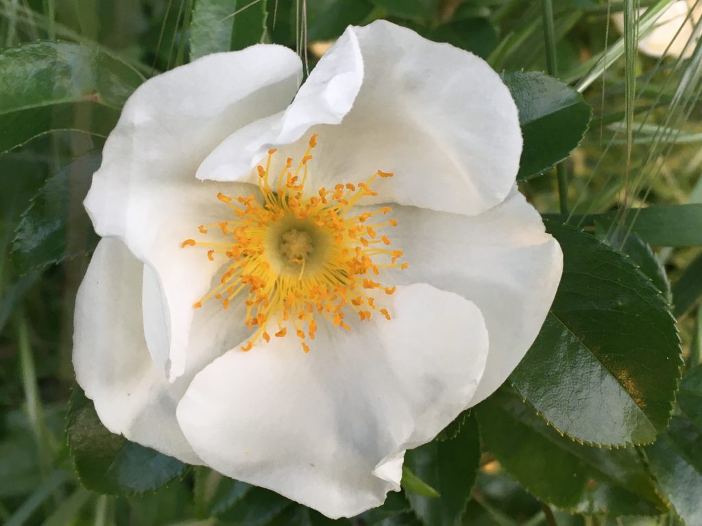 Rosa laevigata