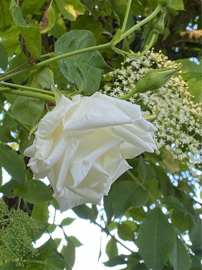 Rosa 'Mrs Herbert Stevens'