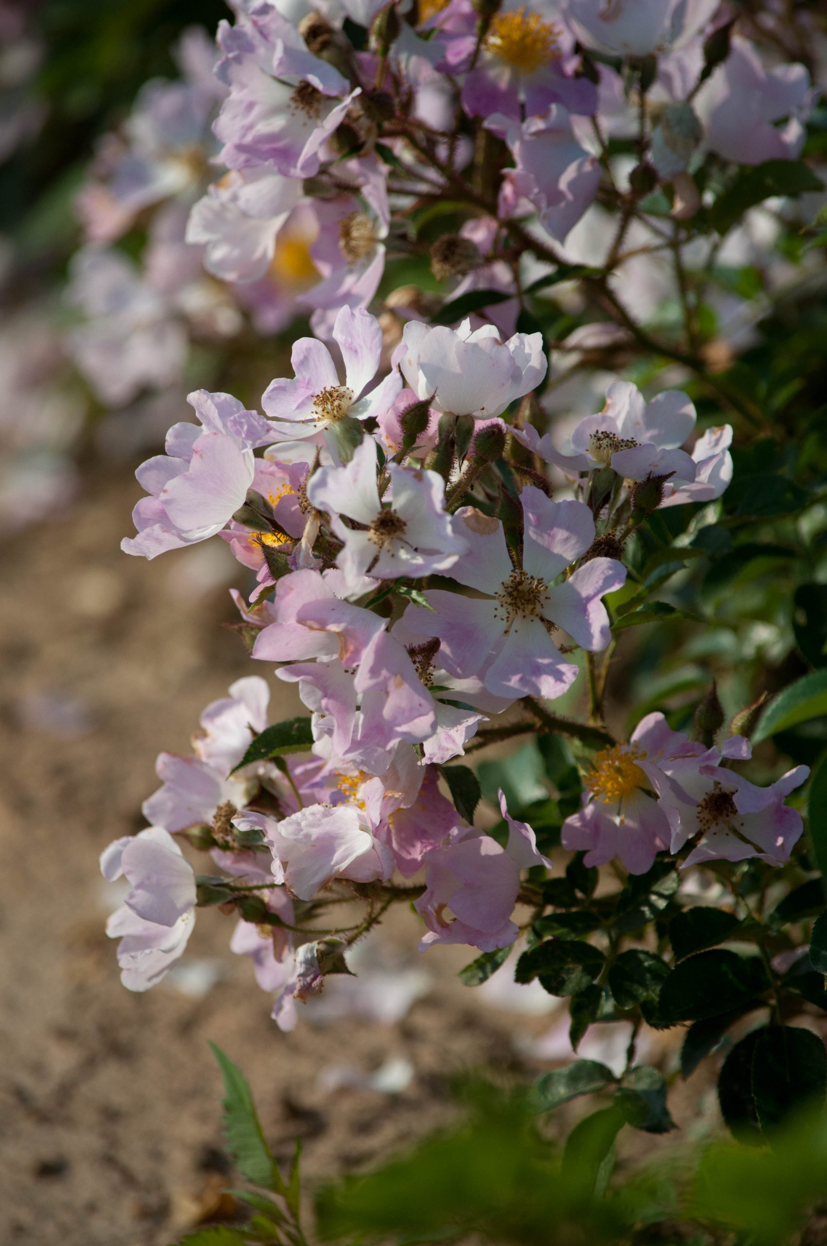 Rosa 'Adenocheta'
