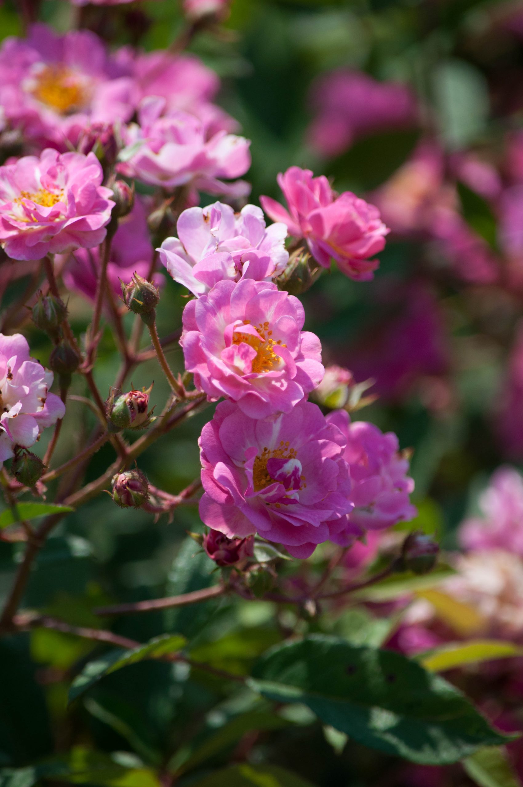 Rosa 'Belinda'